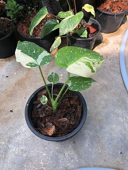 Monstera Thai Constellation Changed Leaves Green Condo 1 H 16 Cm By Farmerly Amazon De Garten