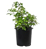 Green Promise Farms Rubus Edible-Shrub, 2-Size