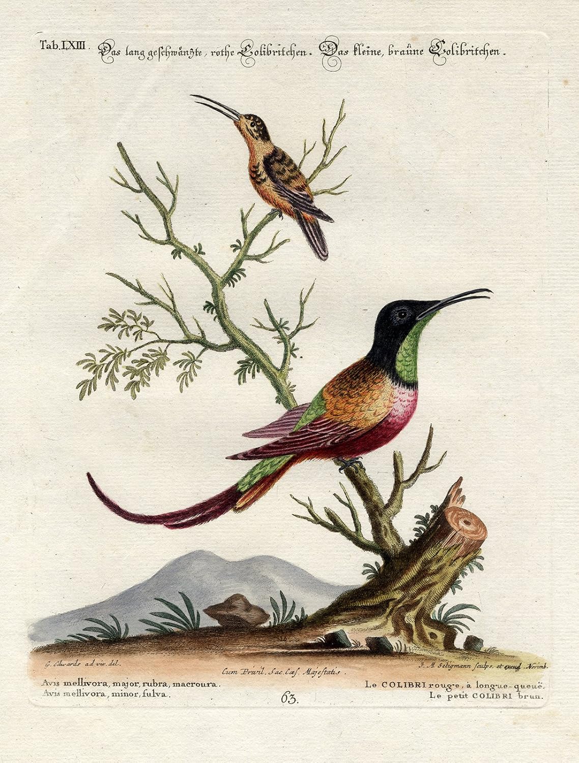 Amazoncom Antique Bird Print Red Little Brown Hummingbird