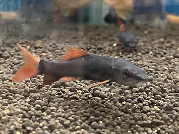 Amazon Torimate トーリーメイト レッドテールブラックシャーク 1匹 Torimate 観賞魚 水中生物 通販