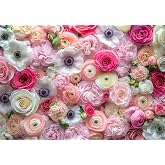 Pastel Ranunculus &amp; Anemone Flower Bulb Mix &ndash; 50 Premium Bulbs for Planting | Romantic Light Colors | Easy to Grow Perennials for Garden Beds, Pots &amp; Borders