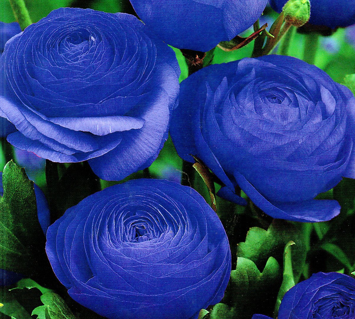 Лютики Фото Цветов – Telegraph