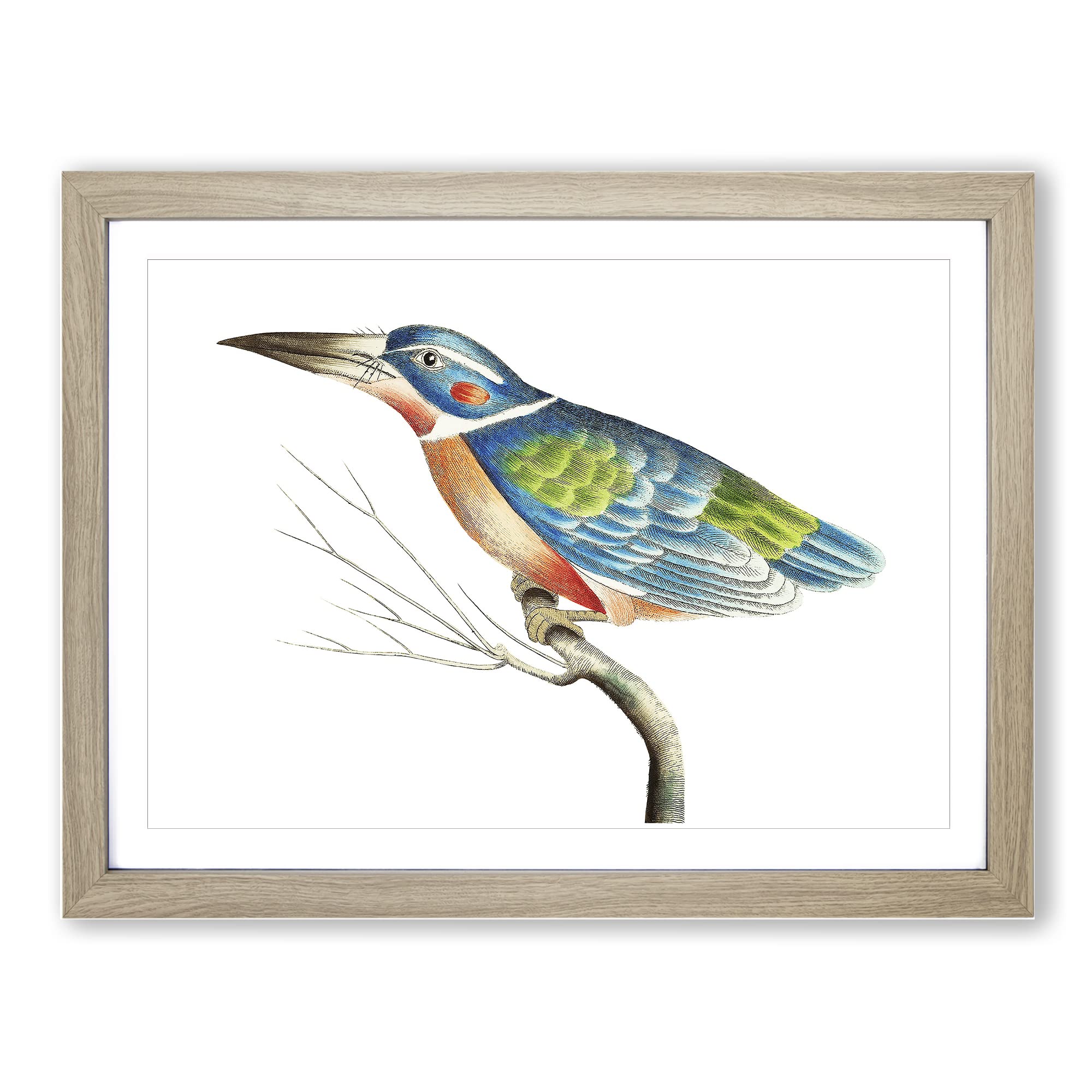 A Blue Kingfisher By George Shaw Vintage Framed Wall Art Print, Ready to Hang Picture for Living Room Bedroom Home Office Décor, Oak A4 (34 x 25 cm)
