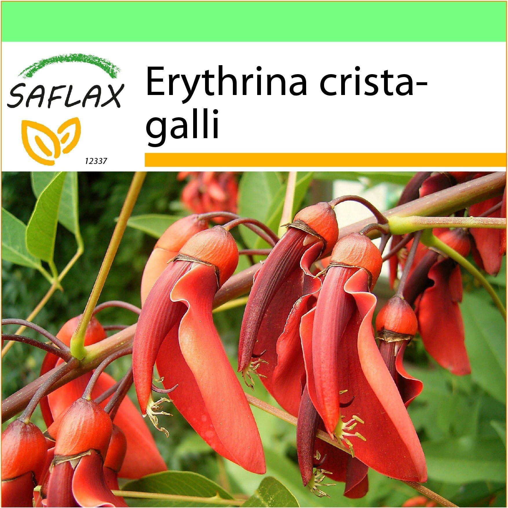 SAFLAX - Garden to Go - Cockspur Coral Tree - 6 seeds - Erythrina crista-galli