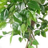 Leaf Realistic Ficus Tree Twisted Copper 120 cm Indoor Plant view 2