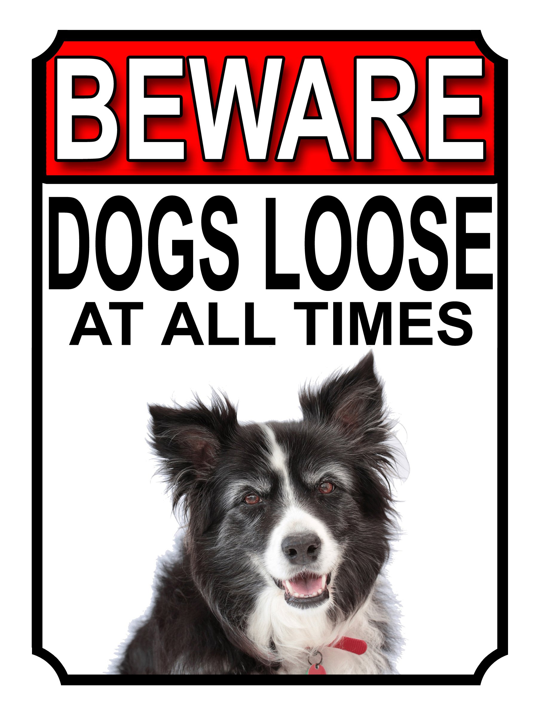Shawprint Limited BEWARE DOGS LOOSE AT ALL TIMES METAL SIGN BORDER COLLIE 200MM X 150MM (978H1)