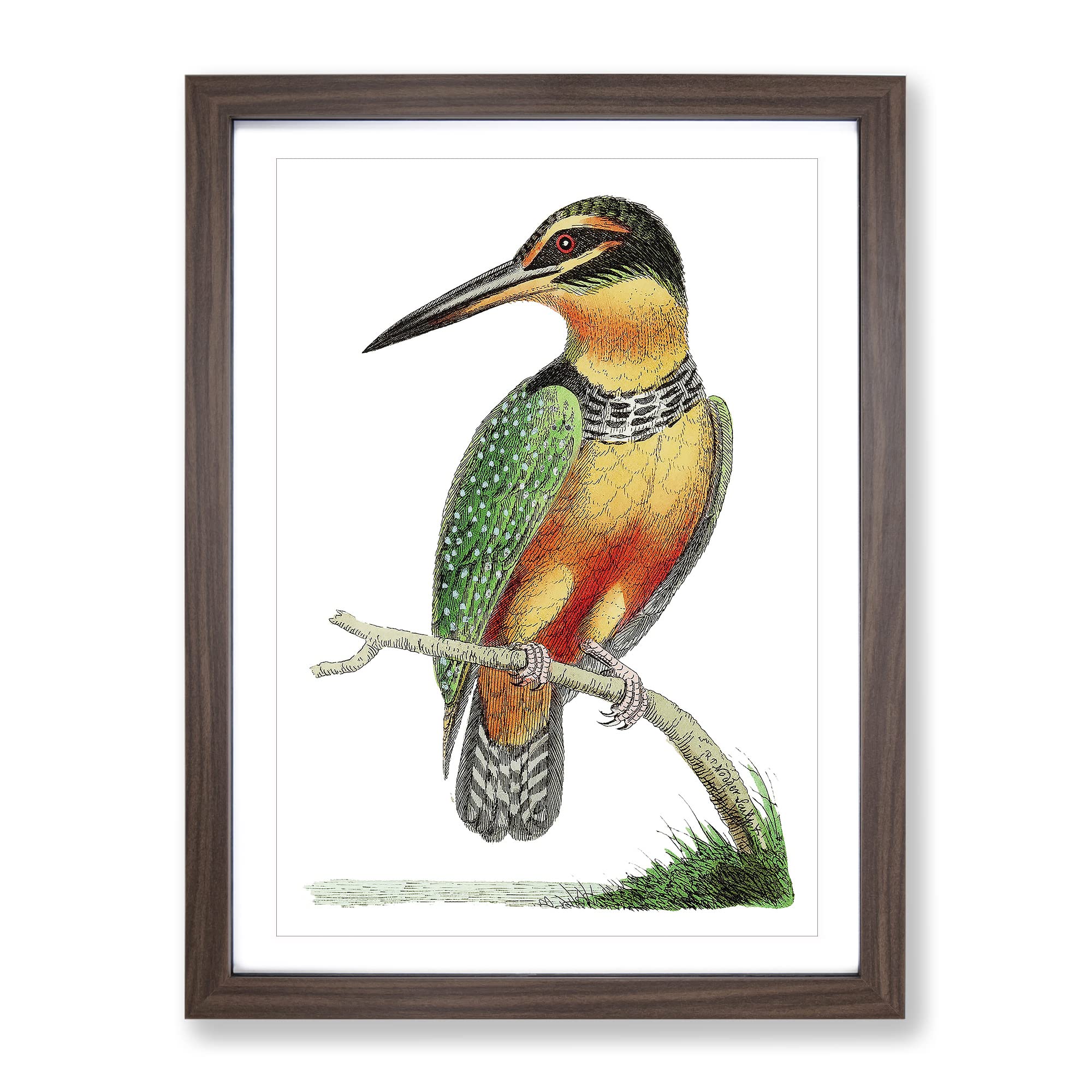 Spotted Kingfisher By George Shaw Vintage Framed Wall Art Print, Ready to Hang Picture for Living Room Bedroom Home Office Décor, Walnut A4 (34 x 25 cm)