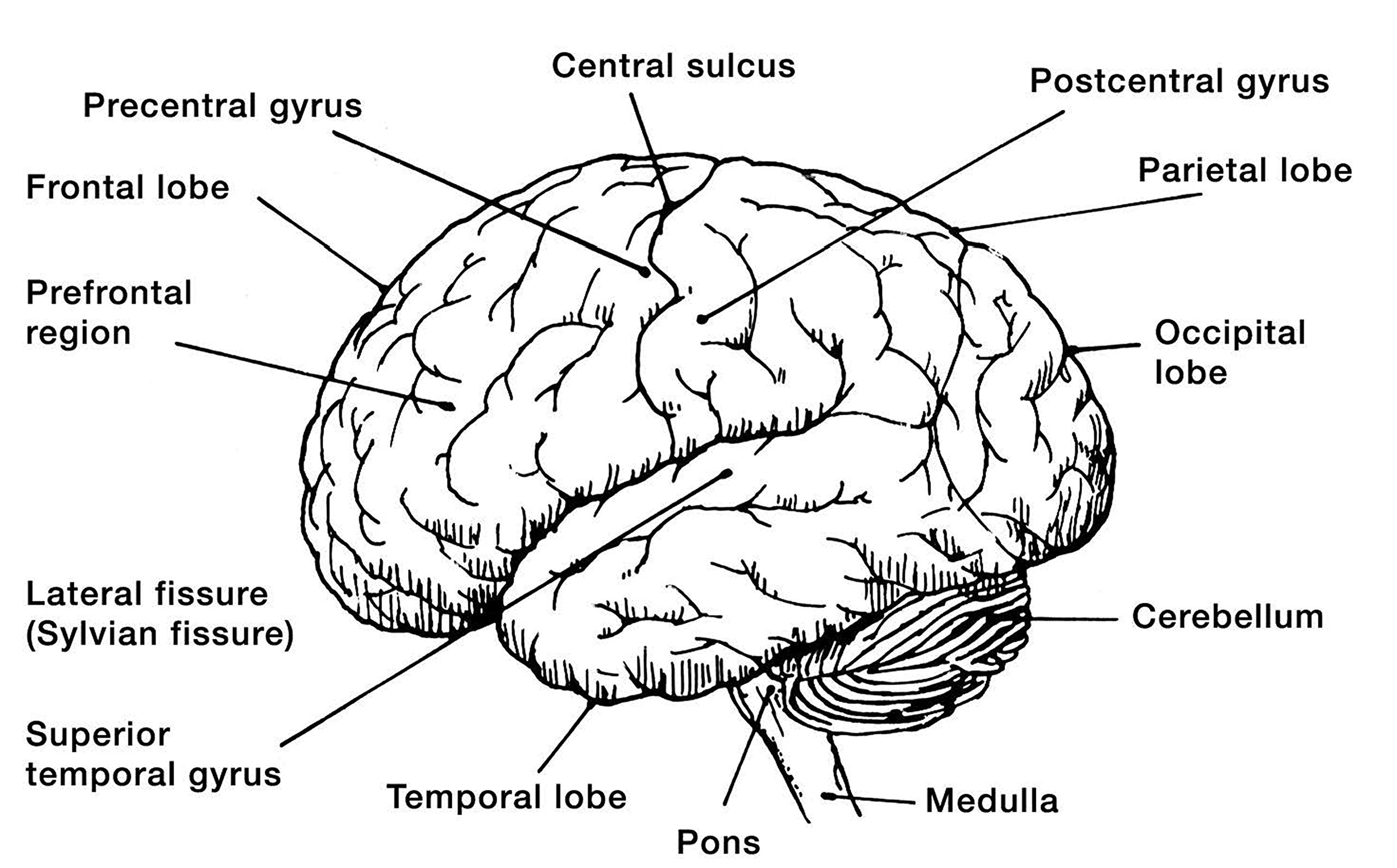 Ap psych brain diagram