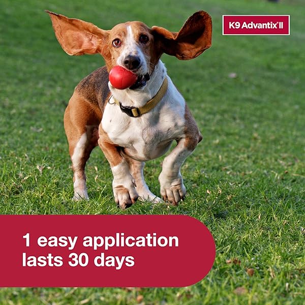 K9 ADVANTIX II MEDIUM DOG VET-RECOMMENDED FLEA, TICK & MOSQUITO TREATMENT & PREVENTION | DOGS 11-20 LBS. | 2-MO SUPPLY