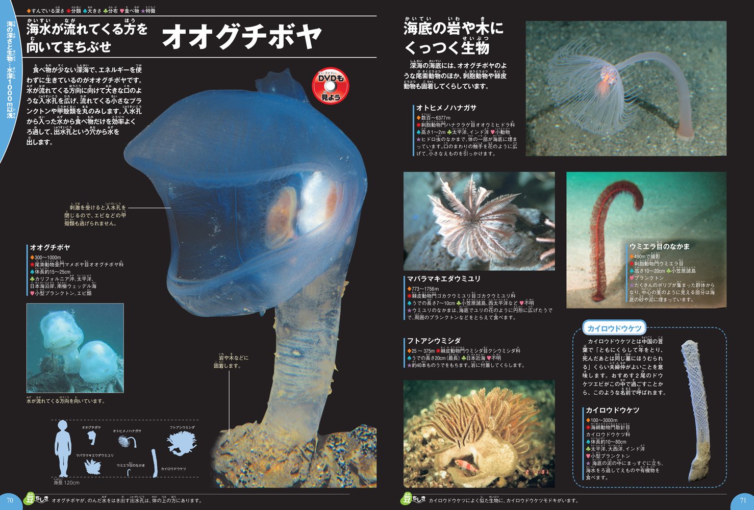 Dvd付 深海生物 学研の図鑑live 3歳 小学生向け 図鑑 学研の図鑑live ライブ 武田正倫 本 通販 Amazon