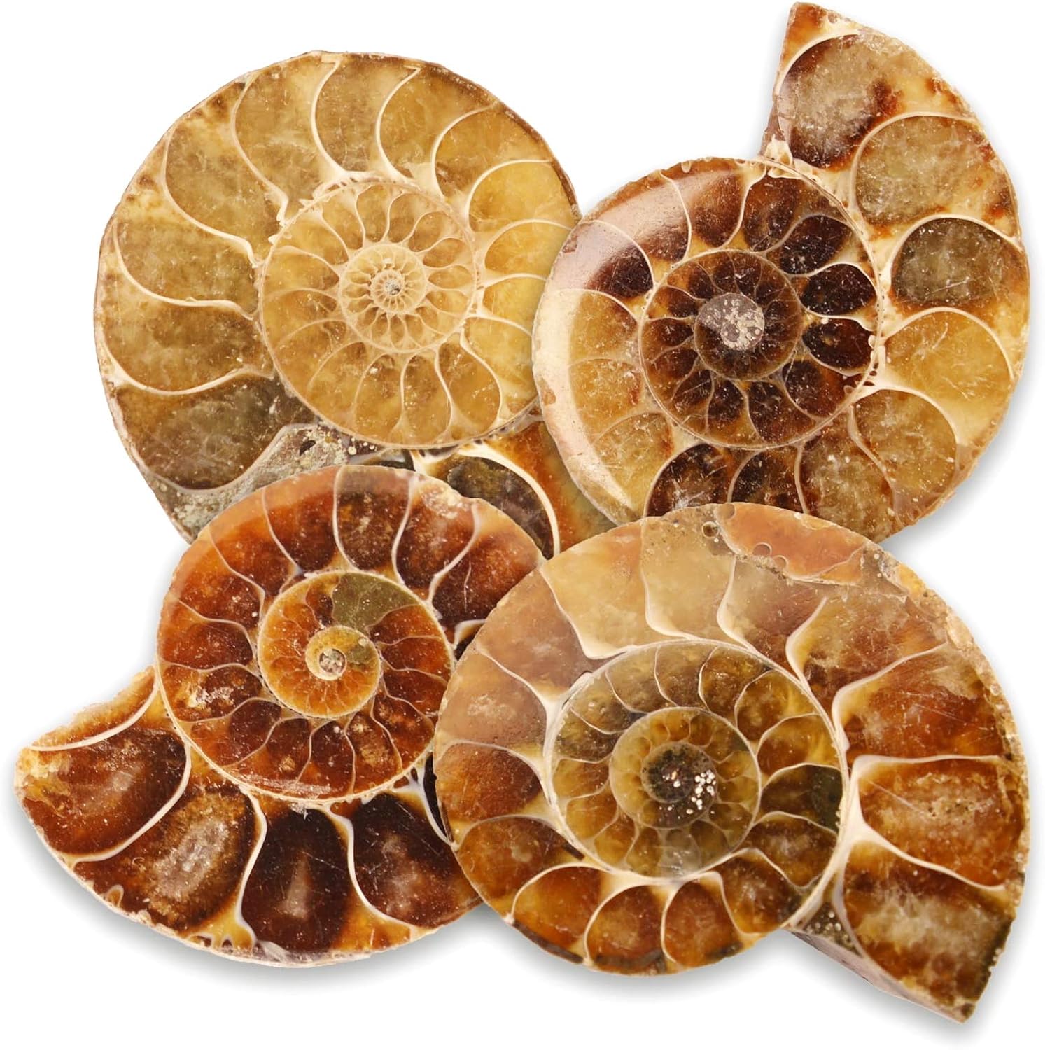 Serafino Genuine Fossil Madagascan Ammonite 150 Million Years Old! Jurassic Real Fossil Shell Madagascar Fossil Great Gift For Science Education Collection