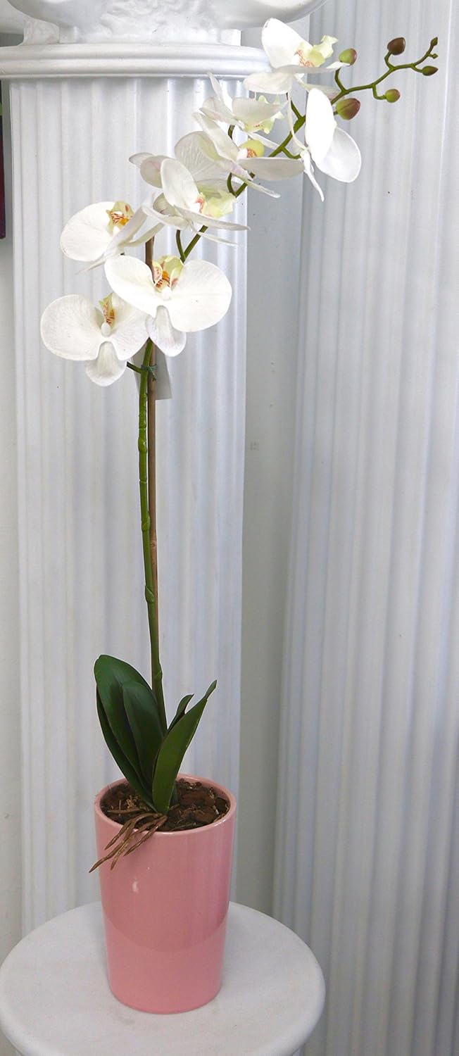格安 シルク胡蝶蘭orchid Single Arranegment Long Stem ホワイト B072b8lpdh Rewardcardsapp Com