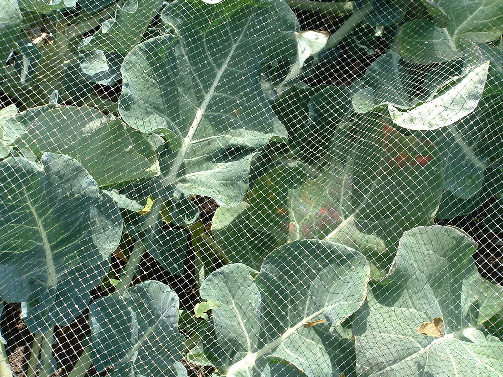 Agralan Bird & Butterfly Standard Protection Netting 5mm x 7mm Insect Garden Mesh (2m x 10m)