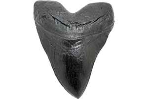 Grant Field Specimens Megalodon Giant Shark Tooth (Black, 1)