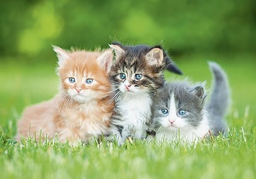 Artland Qualitätsbilder I Alu Dibond Bilder Alu Art 100 x 70 cm Tiere Haustiere Katze Foto Grün D8OO Drei Kleine Kätzchen sit