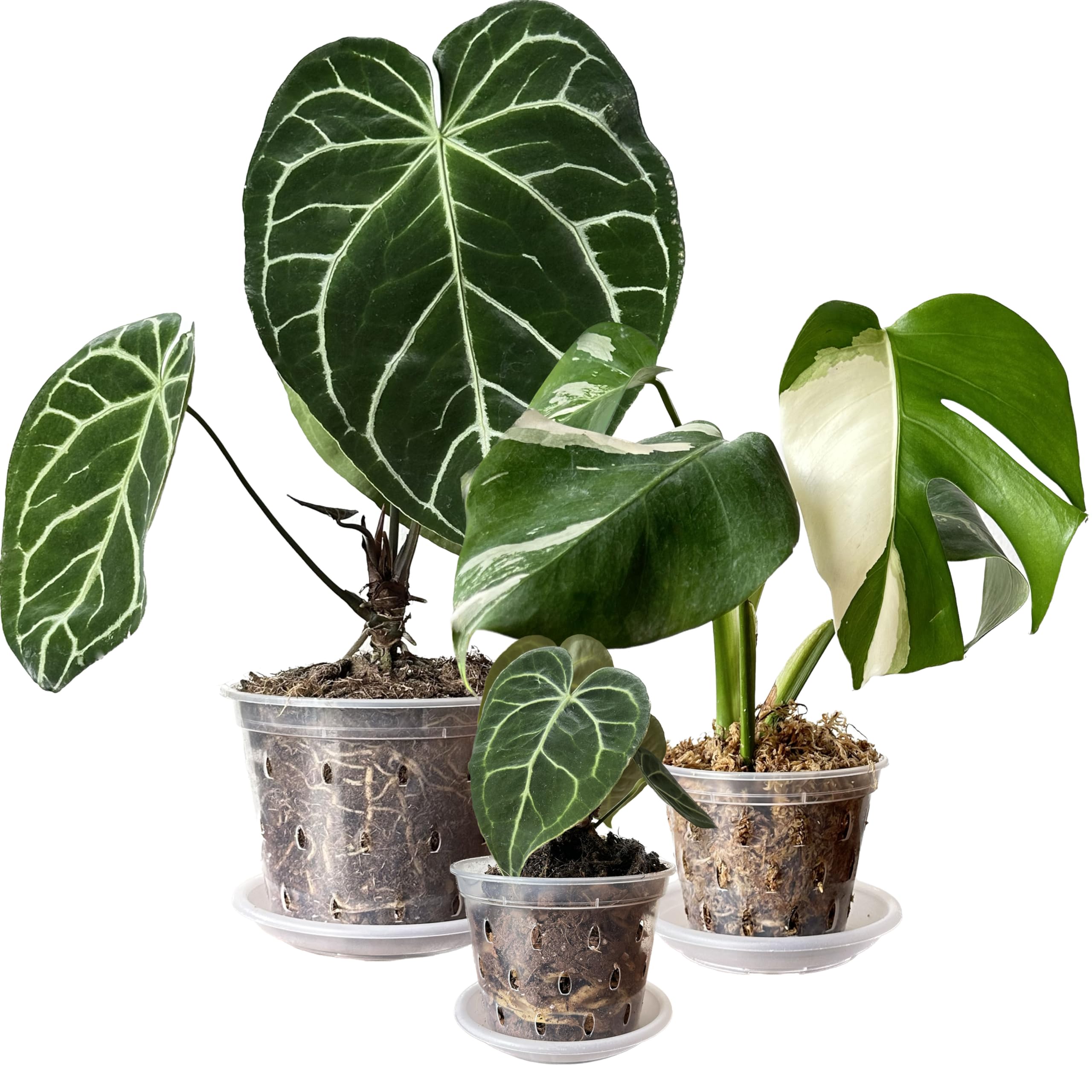 11cm 14cm 17cm Clear Plants Pots Flower Pots with Holes and Saucers For Tropical plant Orchid Anthurium Clarinervium Monstera (9, 3 each of 11cm,14cm,17cm)