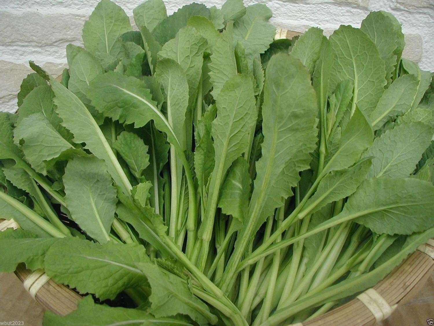 Amazon Com Turnip Green Nozawana Unique Japanese Turnip Greens