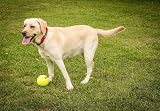 Petface Super Tennis Balls For Dogs Pack of 12 Dry Waterproof Chew Safe view 3