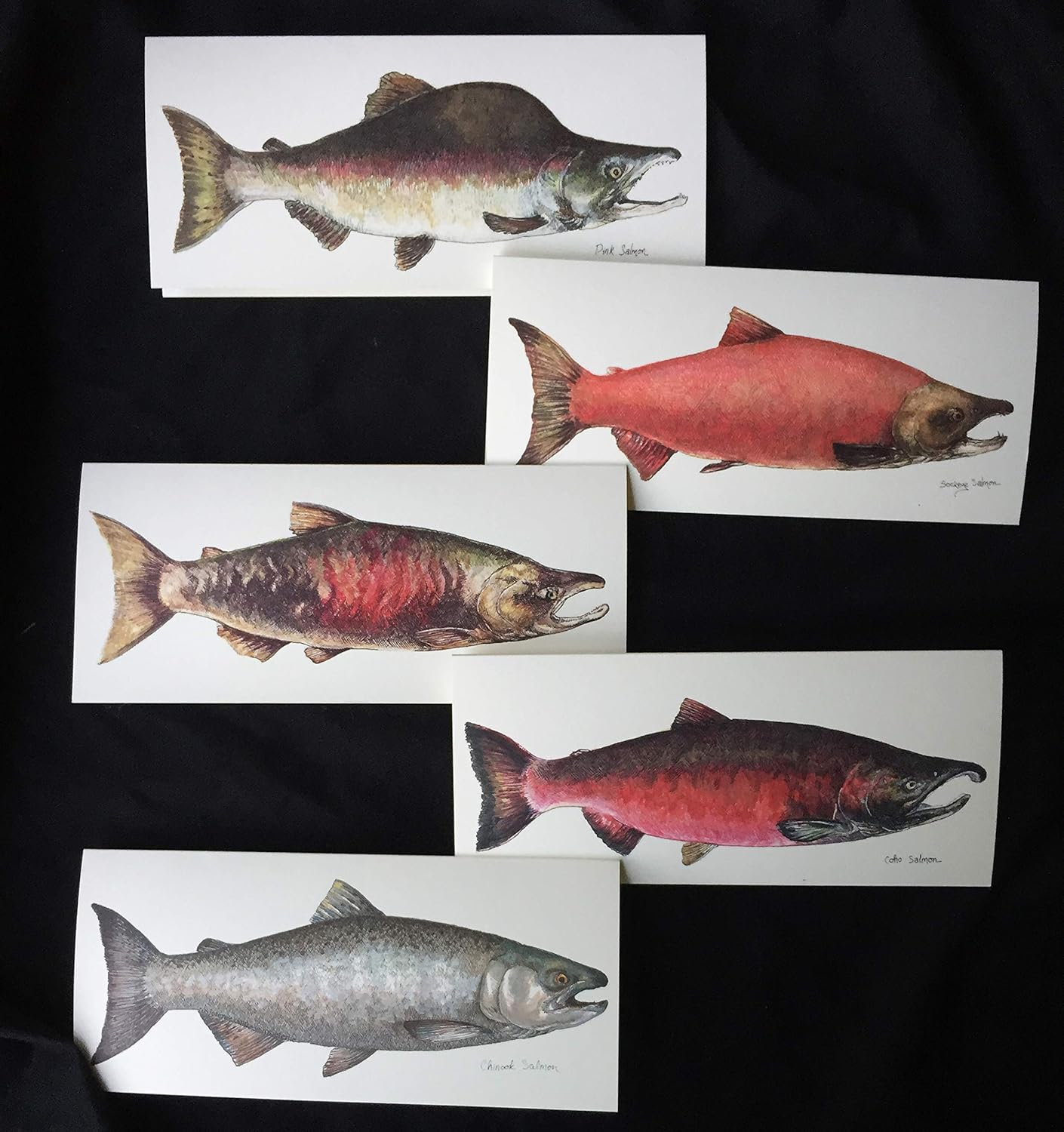 Salmon note cards set of five blank notecards with