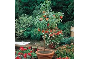 Rare Dwarf Peach Fruit Tree 10 Seeds: Package Contains Seeds