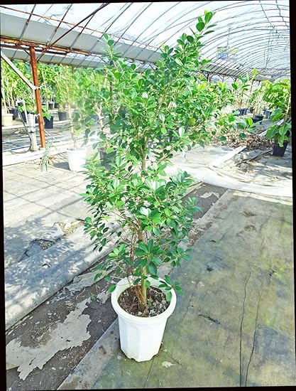 Amazon 小さい葉っぱが可愛い 新品種 フィカス ナナ 150cm前後 10号プラ鉢 観葉植物通販アジアンファーム 観葉植物 通販