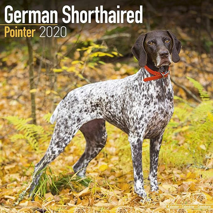 Amazon Com German Shorthair Pointer Calendar 2020 Dog Breed