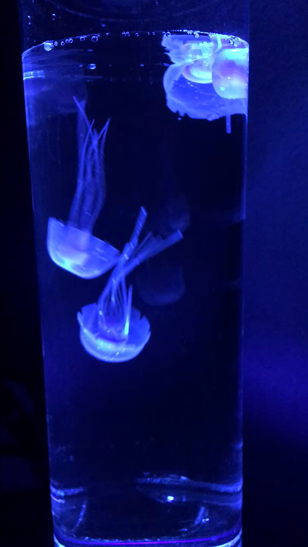 Customer reviews Table Lamp Jellyfish Lamp Jellyfish Tank