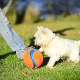 Chuckit Kick Fetch Dog Toy Large 20 cm Interactive Floats Durable High view 2
