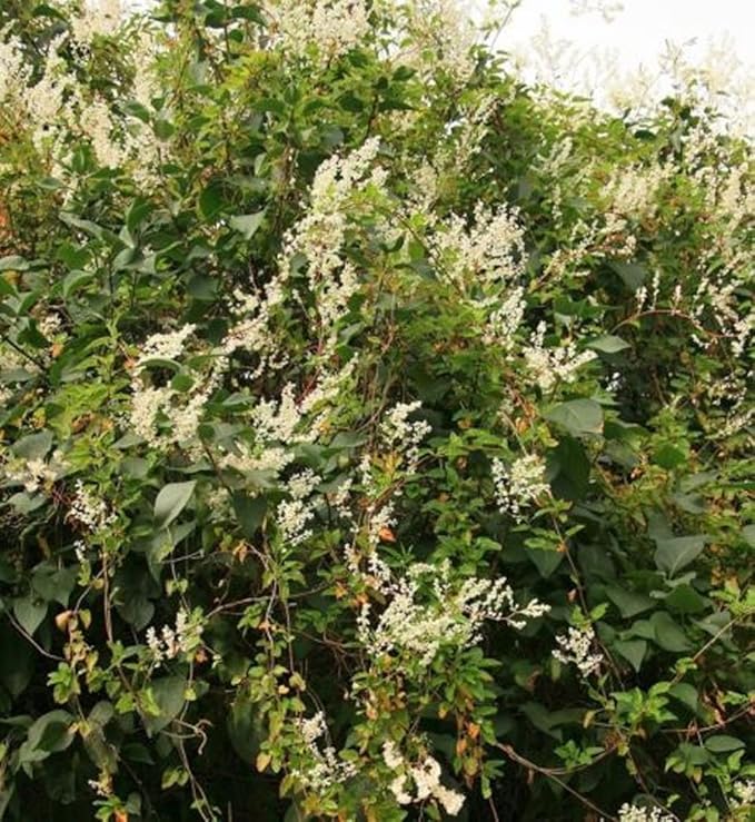 1X 34FT Russian Vine Climbing Plant Polygonum Mile A Minute 3L