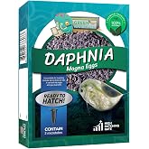 GREEN WATER FARM Daphnia Magna Eggs Live Fish Food for Hatching and Culture Suitable for Feed Betta Fish