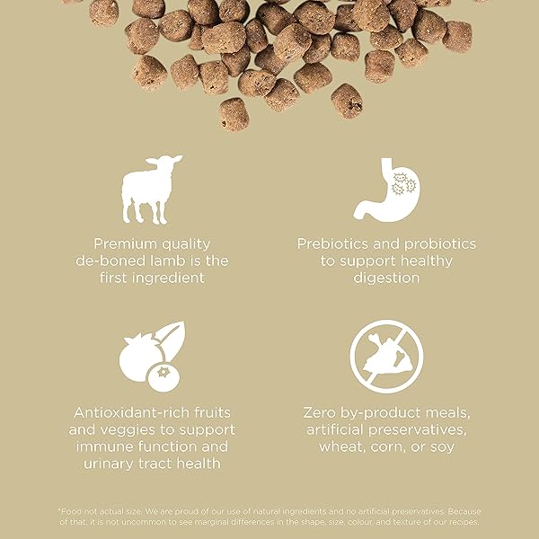 GO! SOLUTIONS CARNIVORE GRAIN FREE DRY CAT FOOD, 16 LB – LAMB + WILD BOAR RECIPE – PROTEIN RICH DRY CAT FOOD – COMPLETE + BALANCED NUTRITION FOR ALL LIFE STAGES