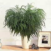 Montekin 4 Pack 36 Inch Real Touch Christmas Norfolk Pine Branches – Artificial Greenery Stems for Xmas Greenery, Holiday Floral Arrangements, DIY Wreaths Garland and Home Decoration