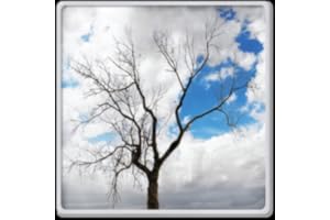 Lonely Tree Live Wallpaper