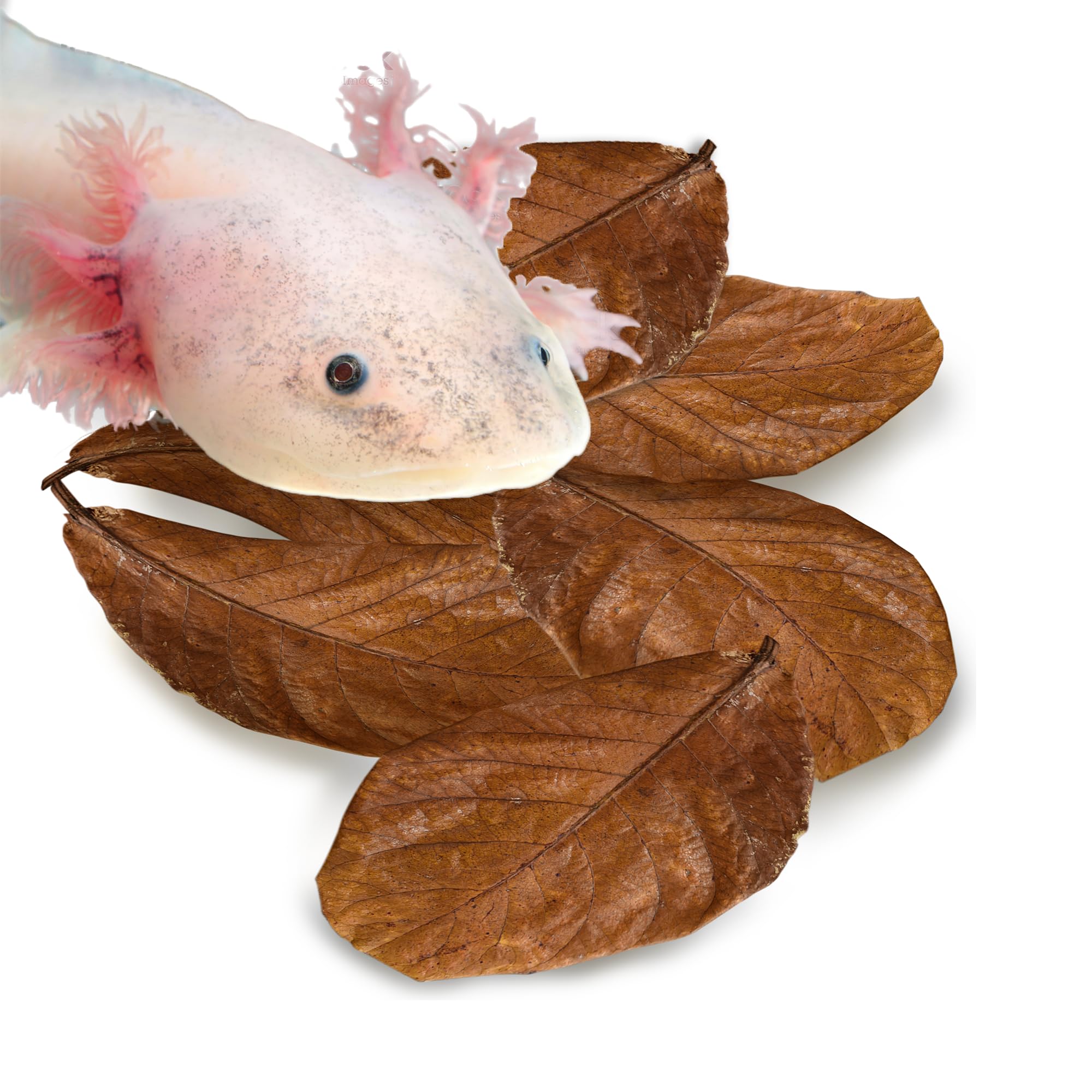 Photo 1 of SunGrow 10 Pack Axolotl Indian Almond Leaves for Aquarium, 5-Inches, Catappa Leaf Soothes Pet’s Slime Skin, Aquarium Water Conditioner Leaves Improves Tank Water Quality, Speeds Up Recovery Process