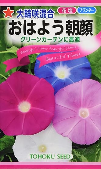 Amazon 株式会社トーホク 大輪咲混合 おはよう朝顔 花 Amazon 株式会社トーホク 大輪咲混合 おはよう朝顔 花