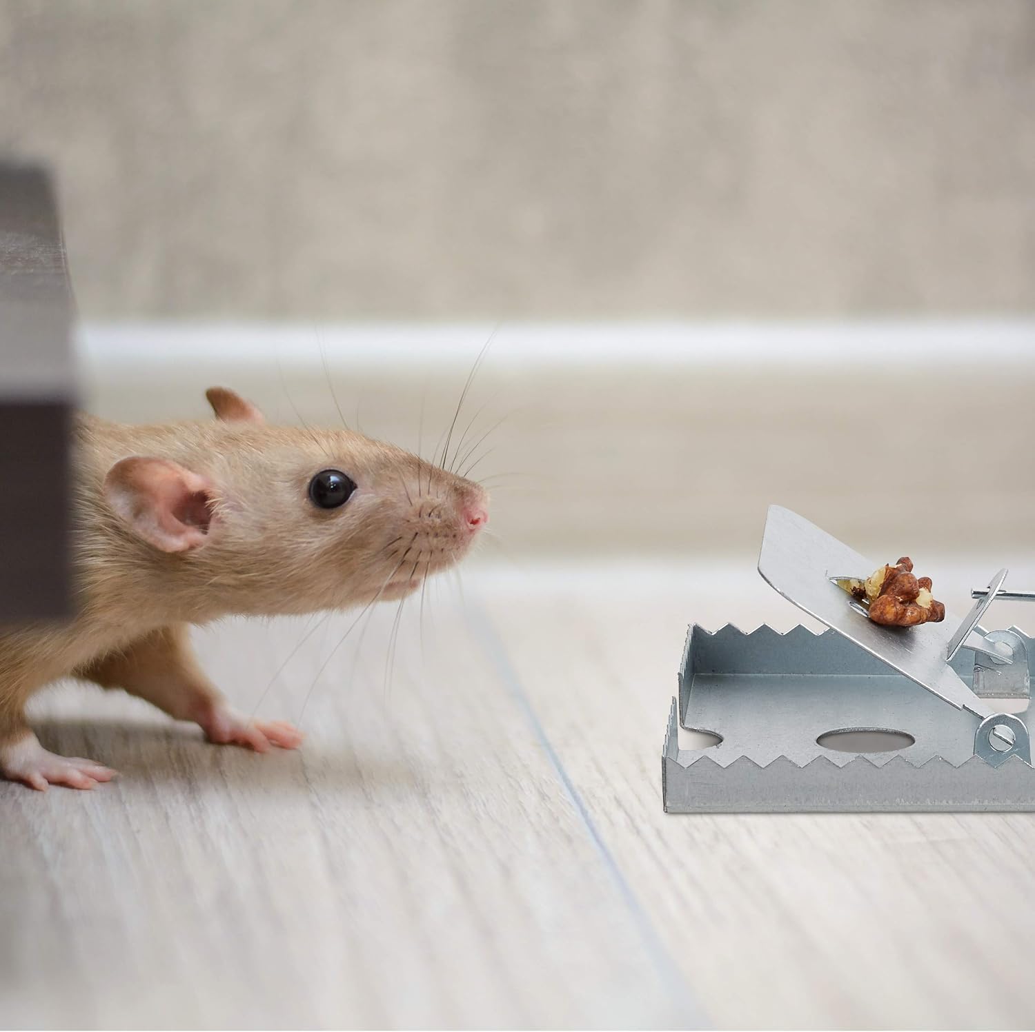 Relaxdays Rat Snap Trap, Pack of 4, Toothed Edge, Reusable, Strong & Sensitive Spring, Mice Control, Metal, Silver - Image 3