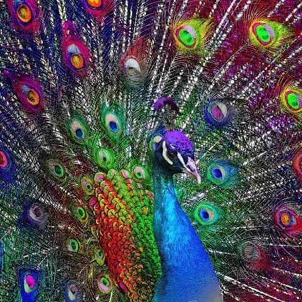 Dessin Paon Qui Fait La Roue Wuayi Peinture diamant 5D à réaliser soi-même, motif paon qui fait la