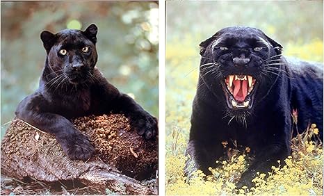 Amazon Com Wall Decor Picture Art Print Black Panther Big Cat Wild Animal Two Set Poster 8x10 Posters Prints