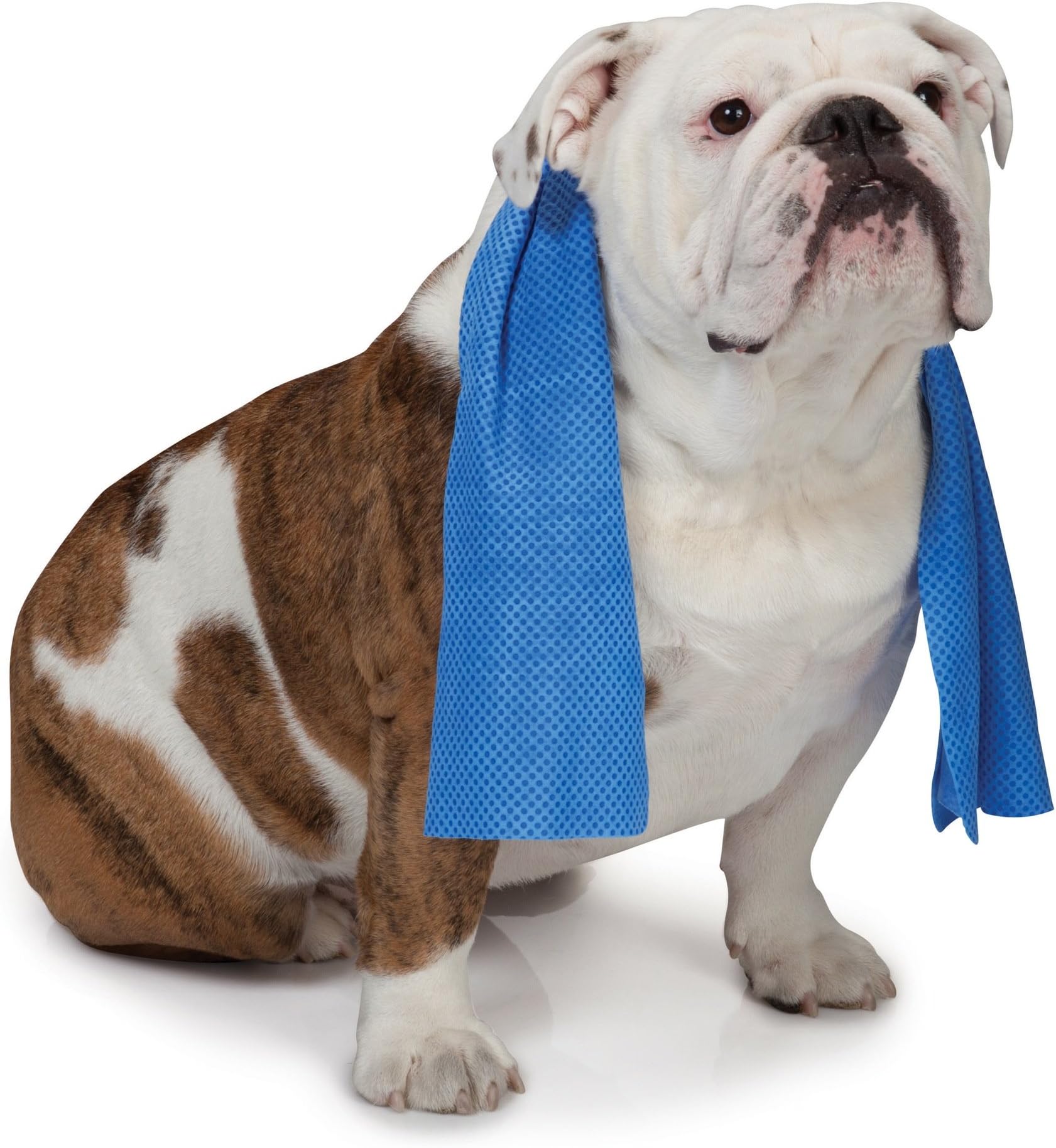 Dog Cooling Pet Towel