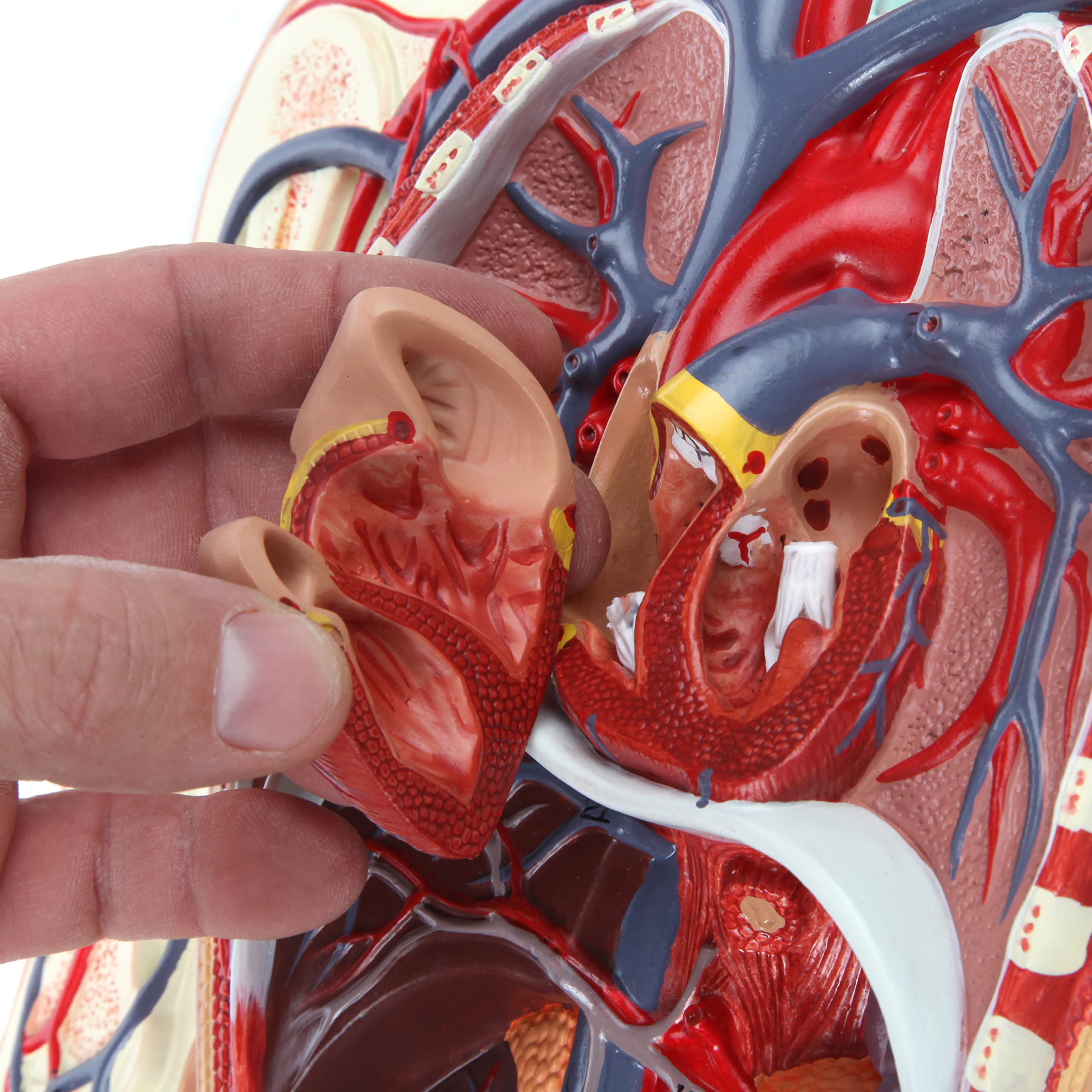Axis Scientific Human Circulatory System Model, Half Life-Size, Realistic, Detailed Arteries and Veins Model with Thoracic Organs, Includes a Product Manual