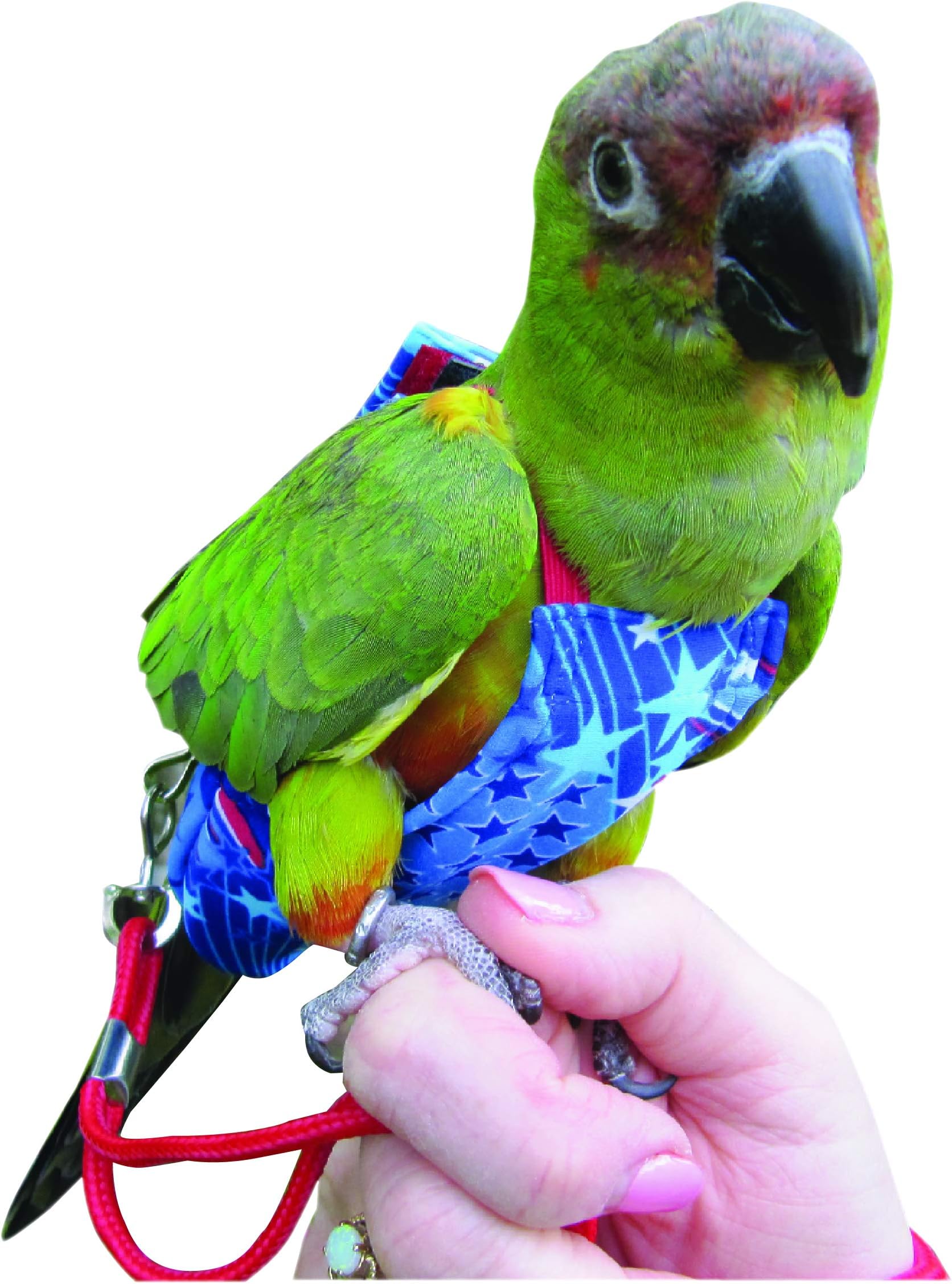 FeatherWear FlightSuits Small Bird Diaper w/Lanyard Plus Flightliners (Fireworks)