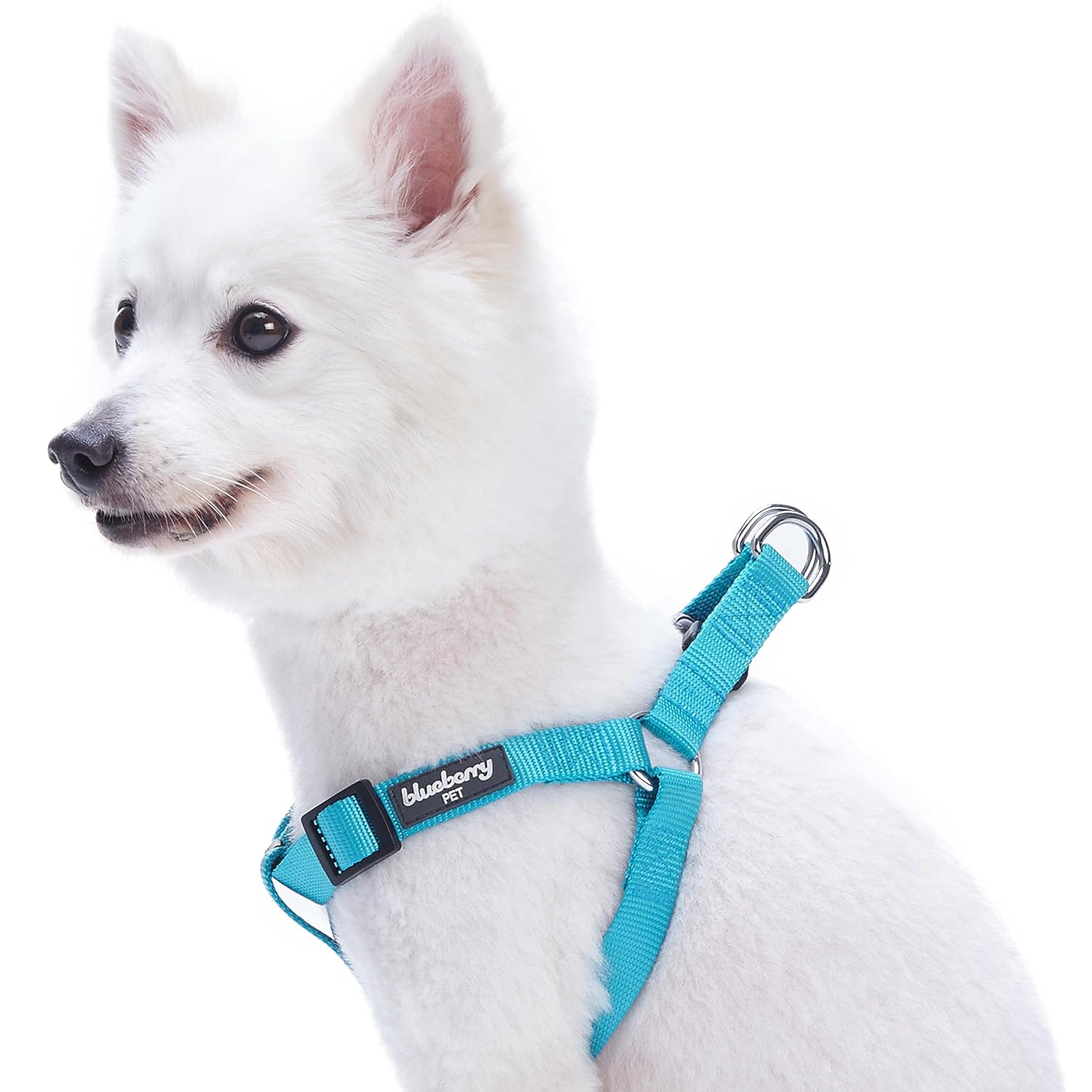 Blueberry Pet Essentials Hundehalsband, Größe M (Halsumfang 36,8-50,8cm), 1,9cm Breit, Nylon, Verstellbar