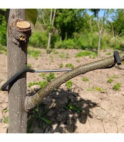 Extracteurs De Branches D'arbres Fruitiers, 50 Pièces