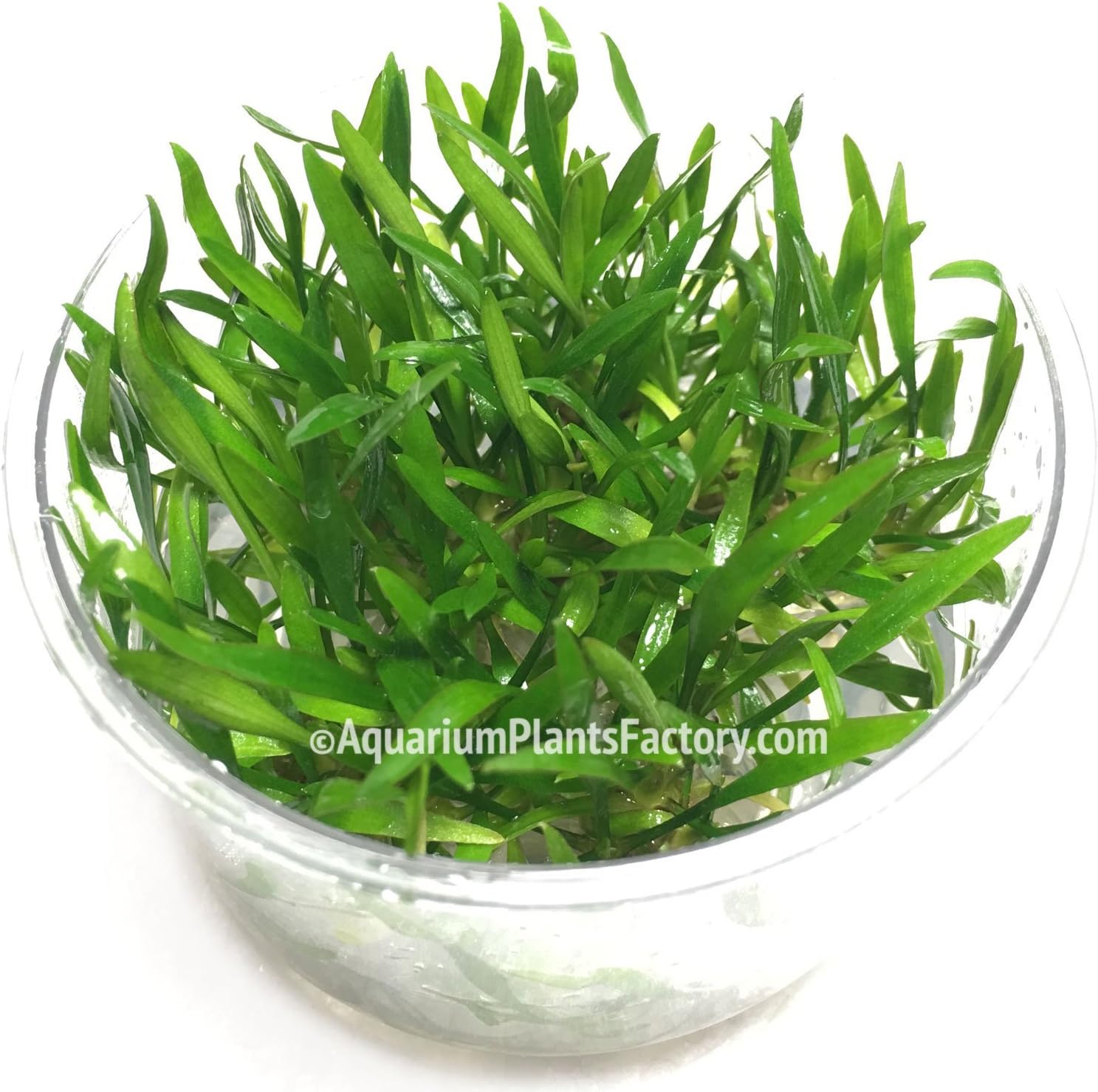 Aquarium Plants Factory Cryptocoryne Lucens in Tissue Culture Rare Live Aquarium Plants Aquatic Water Plants Decorations