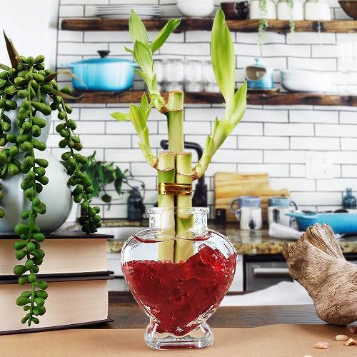 4 Live Lucky Bamboo Plants – 6" Tall, Straight Feng Shui Bamboo For Indoor Decor (Free Shipping)