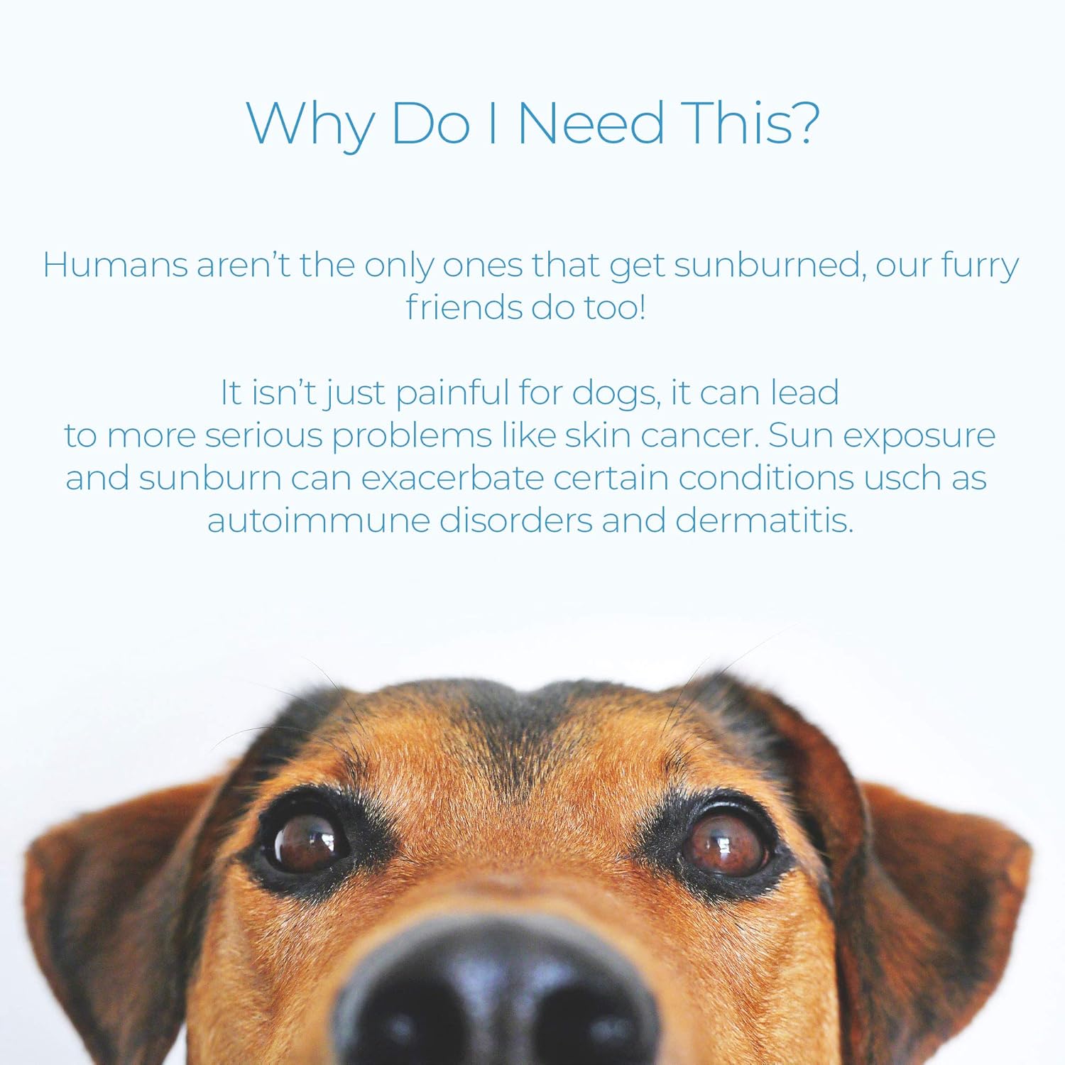 best sunscreen for dogs nose