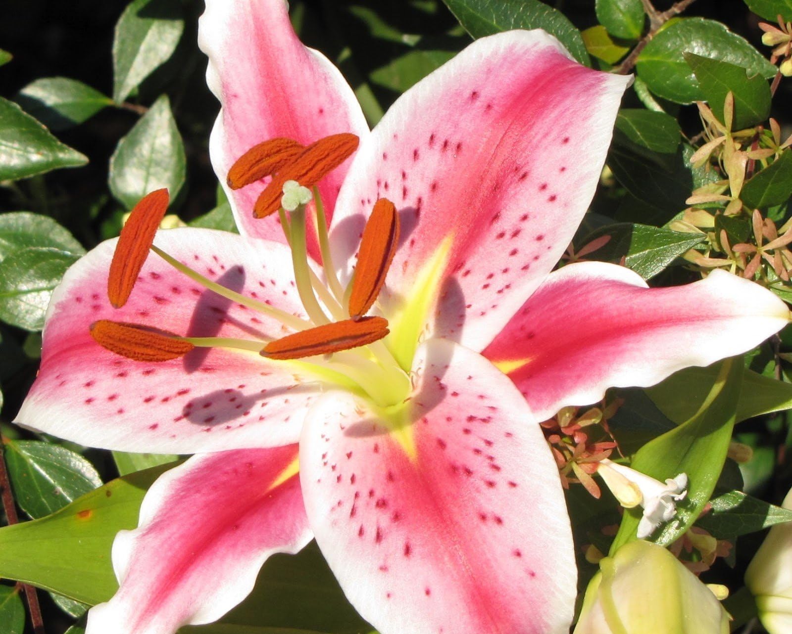 10 x Stargazer Lily Bulbs - XL Bulb Size 16+ - Millthorpe Plant Centre - FREE P&P