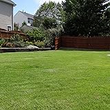 CHUXAY GARDEN Emerald Zoysia Seeds-Zoysia