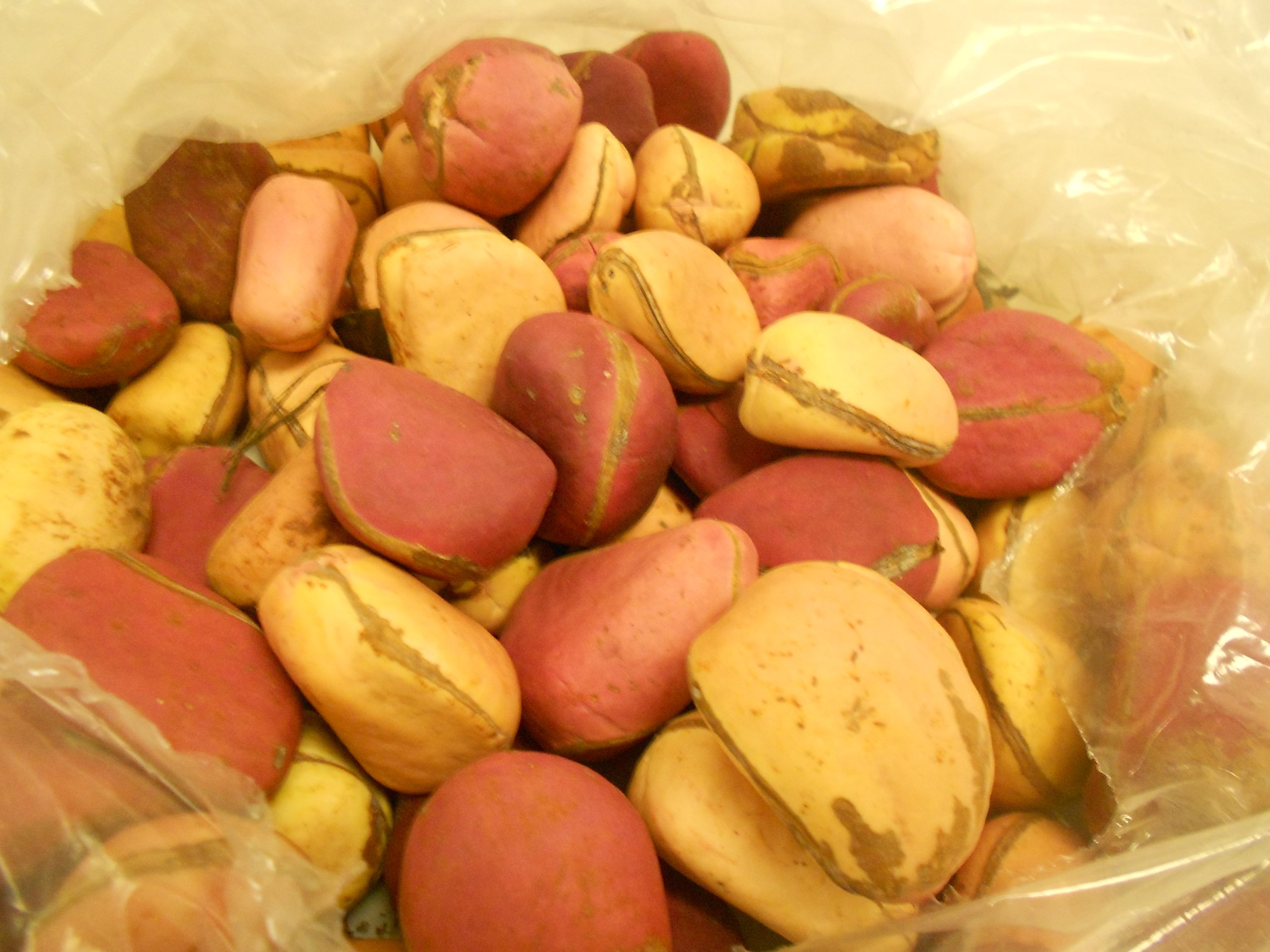 Bitter Kola Nut Garcinia Kola Cola 8 Oz Grocery