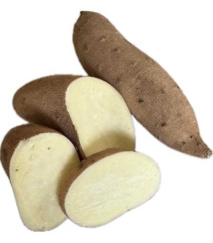 Amazon.com: 2.5 LBS Forest Corner Fresh Japanese Mountain Yam